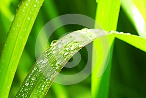 Dew on a Blade of Grass