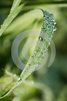 Dew on a blade of grass