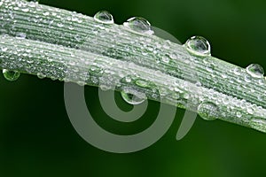 Dew on a blade of grass