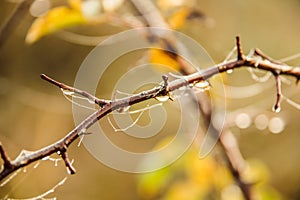 Dew on branches and leaves at a beautiful autumn morning