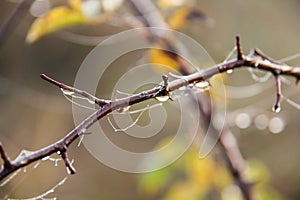 Dew on branches and leaves at a beautiful autumn morning