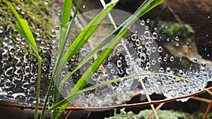 Dew bubbles in a spider web, Silleda, Pontevedra, Spain photo
