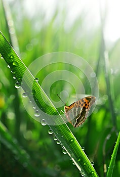 Dew and butterfly