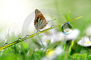Dew and butterfly