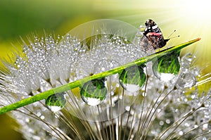 Dew and butterfly