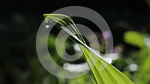 dew cap 1, macro, light nature, wild nature, mounains, beatifully, glamour,peaceful