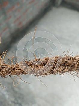 Dew capture on coconut roop in morning