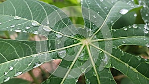 The dew on the cassave leaf