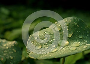 Dew on Centella asiatica after the rain