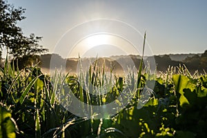 Dew Clings to Blades of Grass In Morning Light