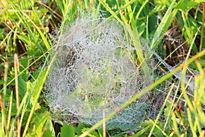 Dew on cobweb