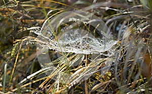 Dew on cobweb in the grass outdoor in the autumn forest