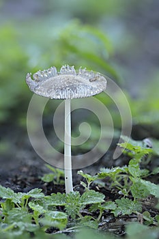 Dew covered cap of a Coprinopsis  sp, Inkcap