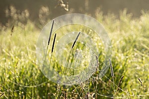 Dew covered cobwebs at dawn in a cool summer morning