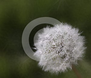 A dew covered dandelion