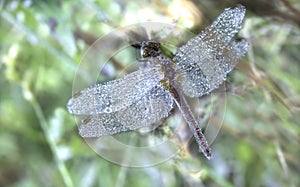 A Dew covered dragonfly