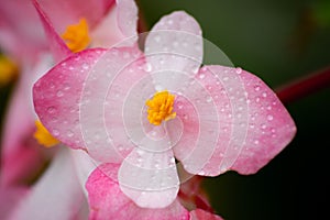 Dew covered flower, relaxing background photo
