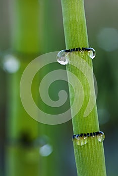 Dew covered green segmented reeds