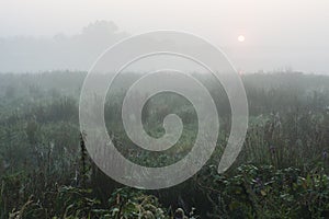 Dew-covered landscape at Ouderkerk