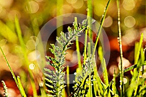 Dew covered lawn vegetation