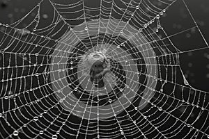 A dew-covered spider web with a spider visible in the center.