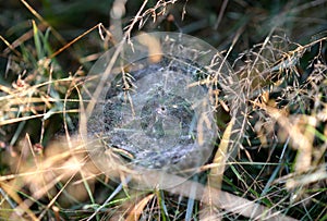 Dew covered spiders web