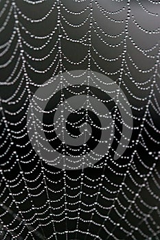 Dew covered spiderweb