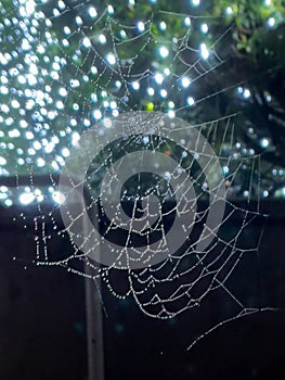 Dew covered spiderweb