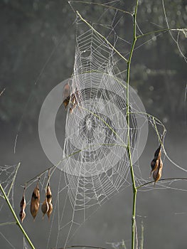 Dew Covered Spiderweb