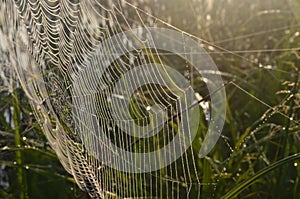 Dew covered spiderweb in meadow early summer morning