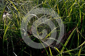 Dew covered spiderweb in meadow early summer morning