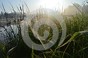 Dew covered spiderweb in meadow early summer morning