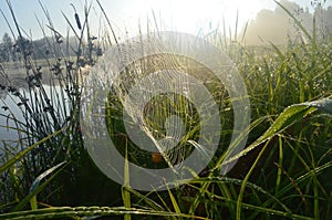 Dew covered spiderweb in meadow early summer morning