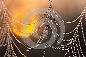 Dew-covered spiderweb