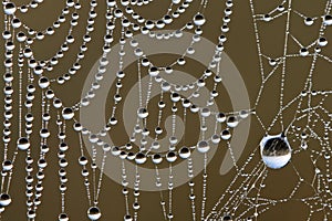 Dew covered spiderwebs in the Everglades.