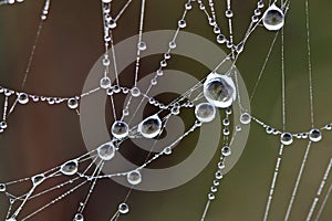 Dew covered spiderwebs in the Everglades.