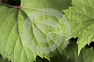 Dew covered wild grape leaf