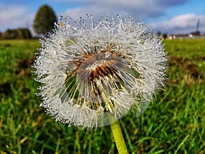 A blowfly up close, covered with dew.