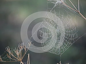 A Dew Drenched Spiderweb Blowing in the Morning Breeze