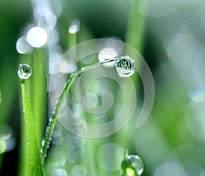 Dew drop