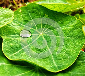 A dew drop on the beautiful green leaf.
