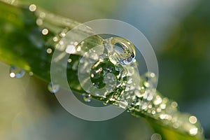 Dew-drop on the blade of grass