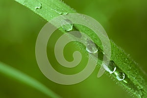 Dew drop on the blurred grass macro photo. Nature green background