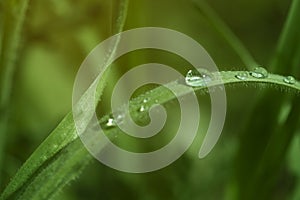 Dew drop on the blurred grass macro photo. Nature green background