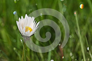 Dew drop on daisy flower