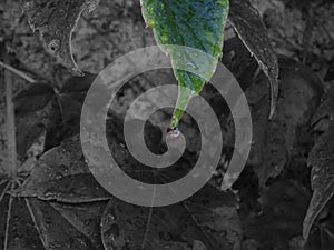 dew drop falling from a green leaf. monochrome background