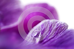 Dew drop on flower petal