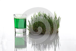 Dew drop on fresh young wheatgrass and root with nature, Sprout Wheat, wheatgrass growing from the roots