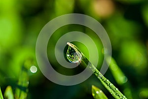 Dew drop on grass beautiful reflection