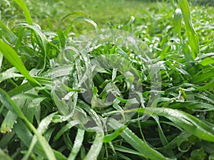 Dew drop on grass